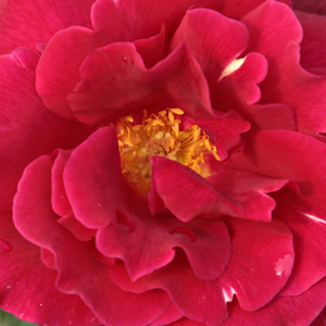 Kупить В Интернет-Магазине - Poзa Оклахома - красная - Чайно-гибридные розы - роза с интенсивным запахом - Свим и Викс - Темно-красная, чрезвычайно ароматная чайно-гибридная роза.